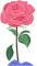 picture.image